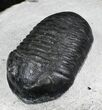 Very D Wenndorfia Trilobite - #27569-1